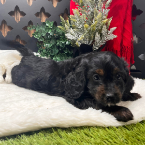 Cavapoo Puppy Bamboo