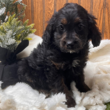 Cavapoo Puppy Bamboo