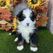 Bernese Mountain Dog Puppy Ronan