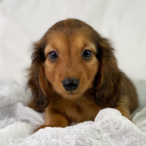 Dachshund Puppy Henrique