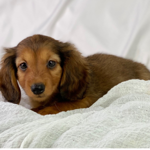 Dachshund Puppy Henrique