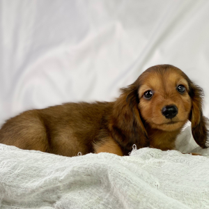 Dachshund Puppy Henrique