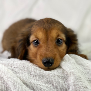 Dachshund Puppy Henrique