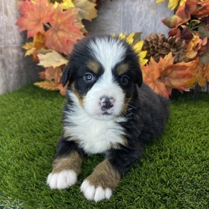 Bernese Mountain Dog Puppy Remedy