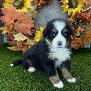 Bernese Mountain Dog Puppy Remedy