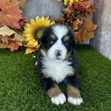 Bernese Mountain Dog Puppy Remedy