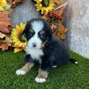 Bernese Mountain Dog Puppy Remedy