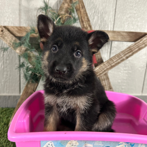 German Shepherd Dog Puppy Nancy