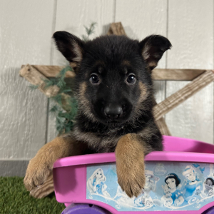 German Shepherd Dog Puppy Nancy