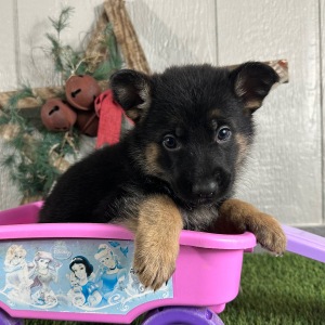 German Shepherd Dog Puppy Nancy