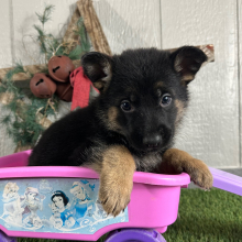 German Shepherd Dog Puppy Nancy