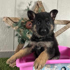 German Shepherd Dog Puppy Nancy