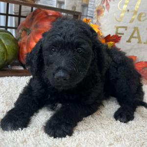 Goldendoodle Puppy Spencer