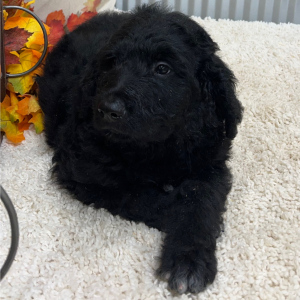 Goldendoodle Puppy Spencer