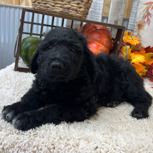 Goldendoodle Puppy Spencer