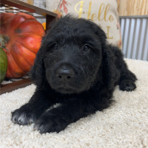 Goldendoodle Puppy Spencer