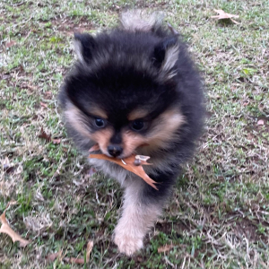 Pomeranian Puppy Leroy