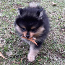 Pomeranian Puppy Leroy