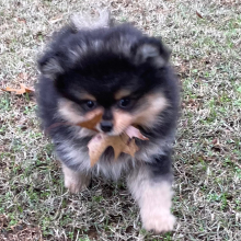 Pomeranian Puppy Leroy