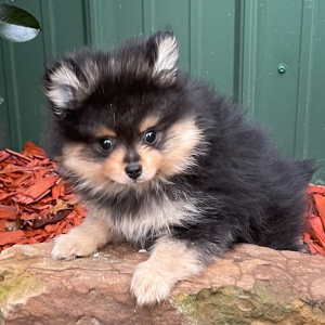 Pomeranian Puppy Leroy