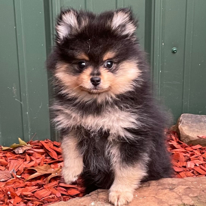 Pomeranian Puppy Leroy