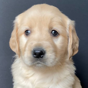 Golden Retriever Puppy Ellie