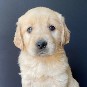 Golden Retriever Puppy Ellie