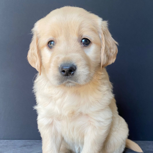 Golden Retriever Puppy Ellie
