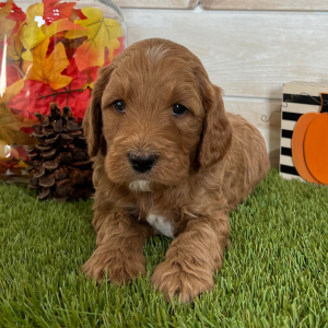 Goldendoodle Puppy Diesel
