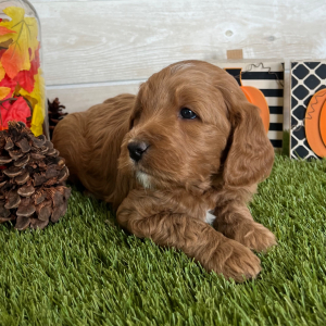 Goldendoodle Puppy Diesel