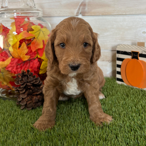 Goldendoodle Puppy Diesel