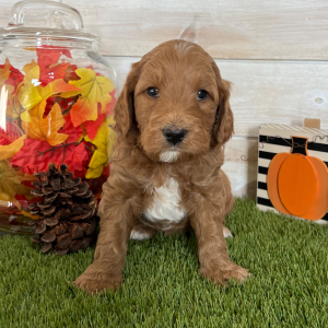 Goldendoodle Puppy Diesel