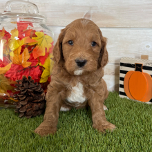 Goldendoodle Puppy Diesel