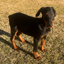 Doberman Pinscher Puppy Prince