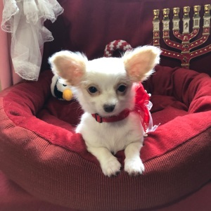 Chihuahua Puppy Lil Daisy Smiles