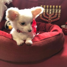 Chihuahua Puppy Lil Daisy Smiles