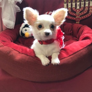 Chihuahua Puppy Lil Daisy Smiles