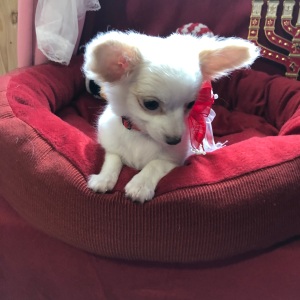 Chihuahua Puppy Lil Daisy Smiles