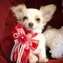 Chihuahua Puppy Lil Daisy Smiles