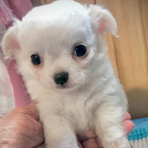 Chihuahua Puppy Lil Joshua