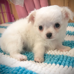 Chihuahua Puppy Lil Joshua