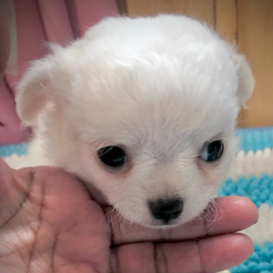 Chihuahua Puppy Lil Joshua