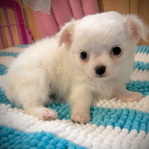 Chihuahua Puppy Lil Joshua