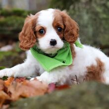Cavalier King Charles Spaniel Puppy Topaz