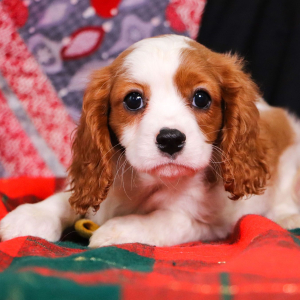 Cavalier King Charles Spaniel Puppy Topaz