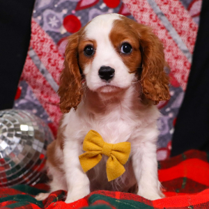 Cavalier King Charles Spaniel Puppy Topaz