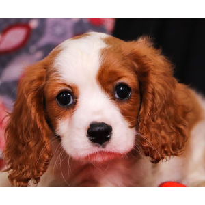 Cavalier King Charles Spaniel Puppy Topaz
