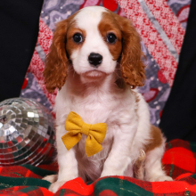Cavalier King Charles Spaniel Puppy Topaz