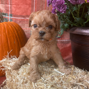Cavapoo Puppy Buddy