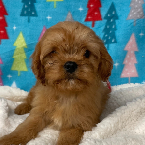 Cavapoo Puppy Buddy